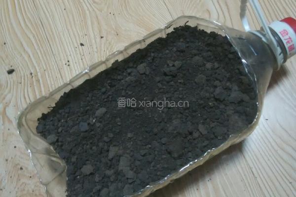 塑料豆油桶栽蒜苗的做法图解6