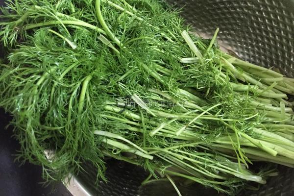 黑山猪茴香水饺的做法图解2