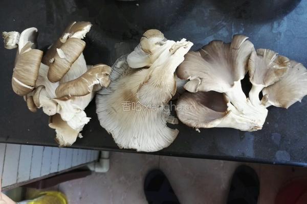 香辣炸鲜蘑的做法图解1