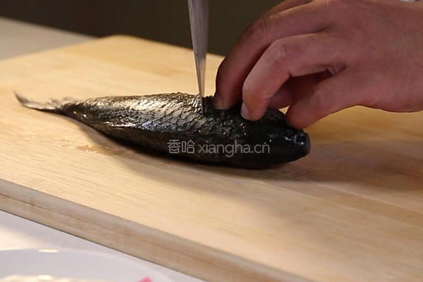 鲫鱼豆腐汤的做法图解1
