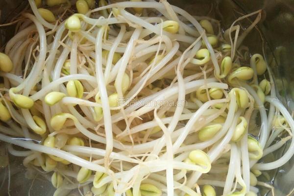 凉拌粉丝豆芽的做法图解1