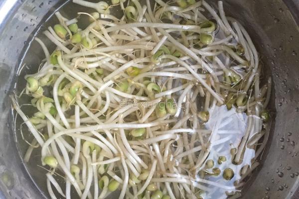 豆芽菜炒粉的做法图解2