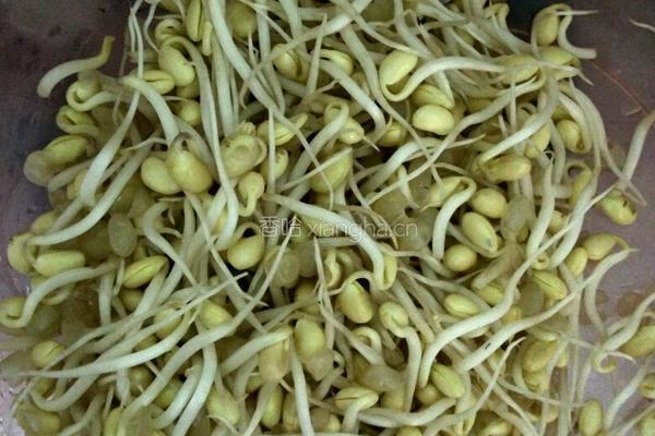 豆芽粉丝的做法图解1