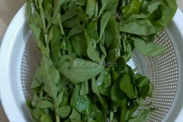 枸杞叶瘦肉汤的做法图解1