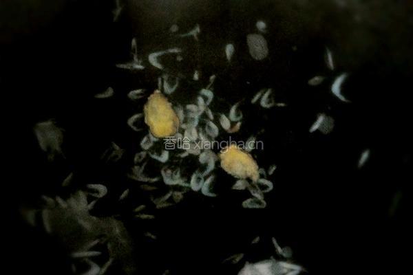 小馄饨的做法图解5