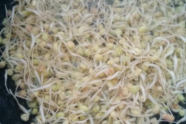 自己动手升绿豆芽的做法图解5