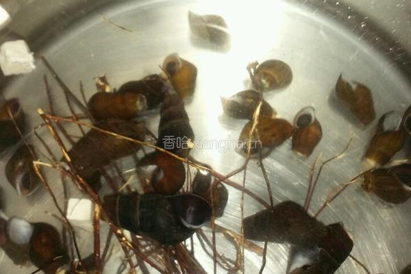 鸡骨草猪横脷煲坑螺的做法图解6