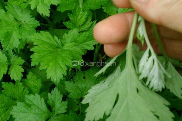 蒿子粑的做法图解1