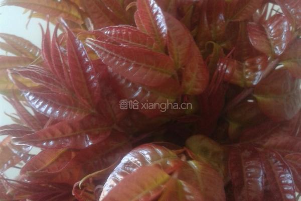 香椿煎蛋的做法图解1