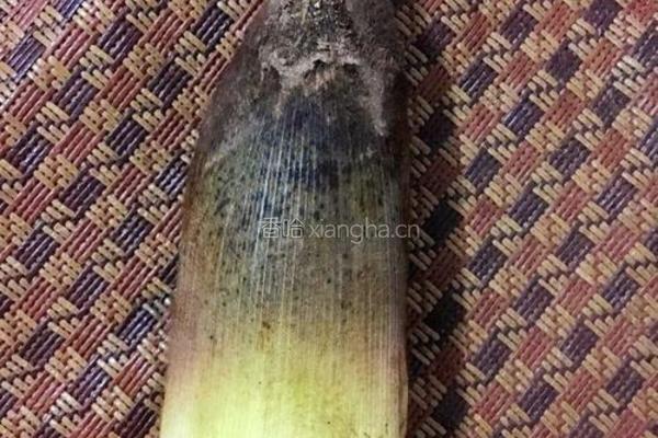 合菜(胡萝卜、春笋、红薯粉)的做法图解1