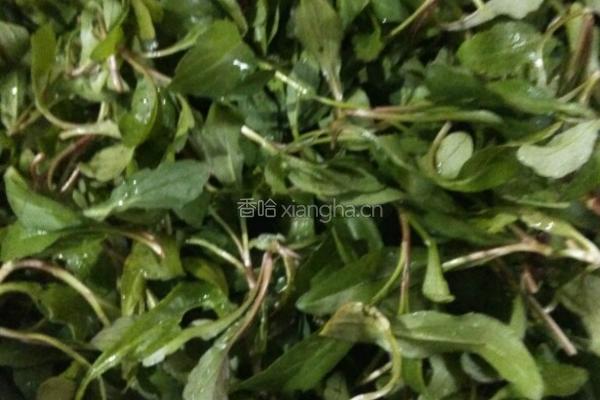 凉拌马兰头的做法图解1