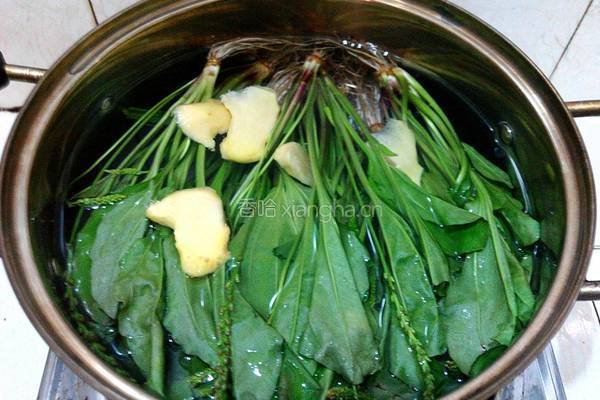 枸杞红枣车前草汤的做法图解4