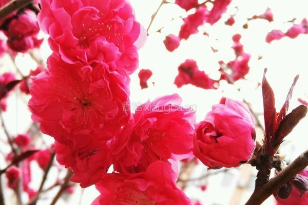 糖渍桃花的做法图解1
