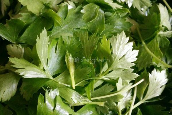 芹菜叶 拌菜的做法图解2