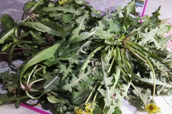 凉拌蒲公英菜的做法图解1