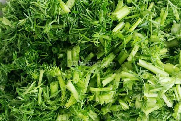 茴香苗猪肉水饺的做法图解4