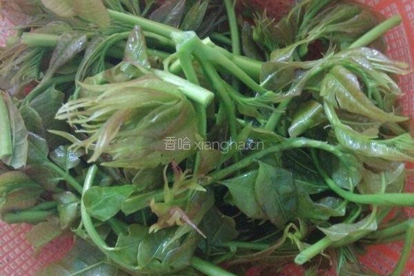 香椿头煎蛋的做法图解1