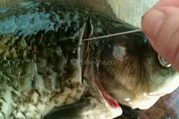 鲫鱼豆腐汤的做法图解2