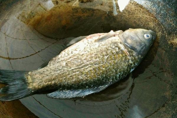 鲫鱼豆腐汤的做法图解4