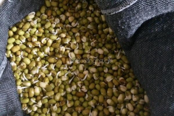 自制绿豆芽的做法图解2