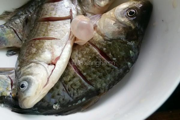 鲫鱼豆腐汤的做法图解1