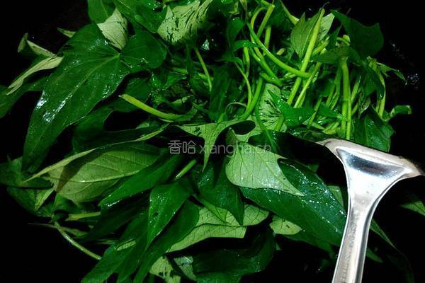 蒜蓉炒番薯叶的做法图解4