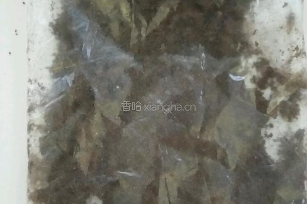 酸奶盆栽木糠杯的做法图解4