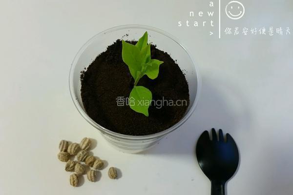 酸奶盆栽木糠杯的做法图解8