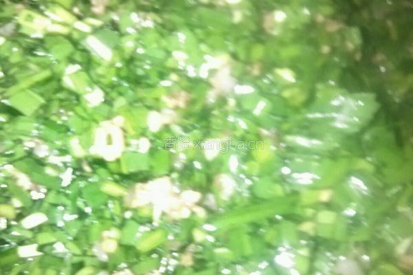 韭菜猪馅大包肉的做法图解4