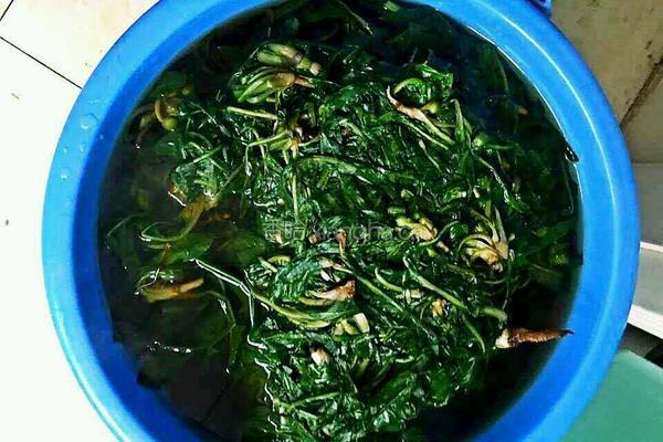 蒜茸拌蒲公英的做法图解5