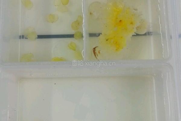 雪莲子桃胶银耳汤的做法图解2