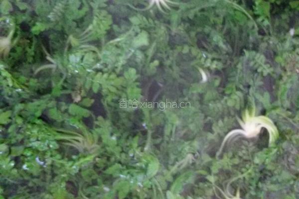 荠菜鸡蛋饼的做法图解1