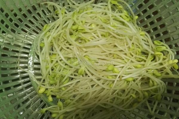 腩肉炒黄豆芽的做法图解2