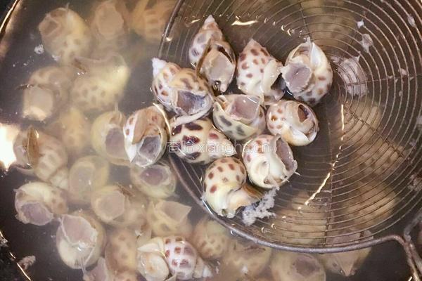 白灼花螺的做法图解6