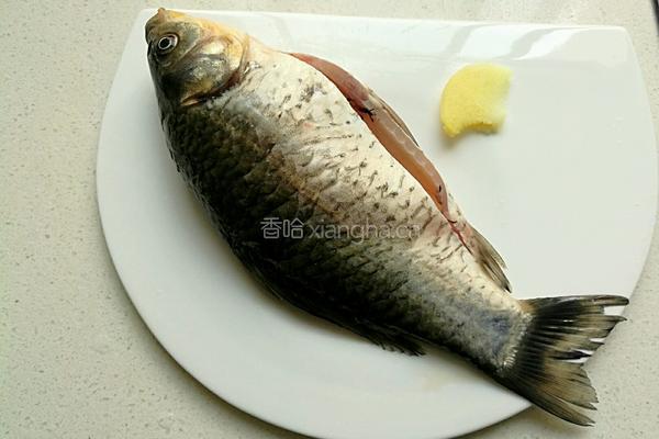 鲫鱼豆腐的做法图解4