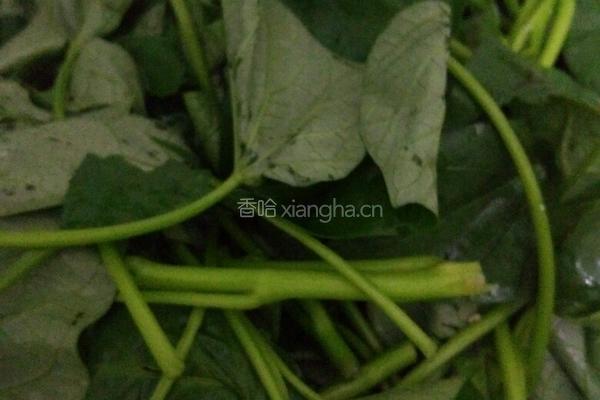 素炒番薯叶的做法图解1