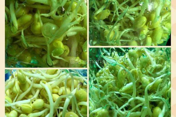 自发豆芽的做法图解6