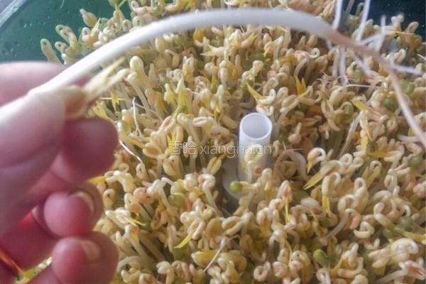豆芽的做法图解1