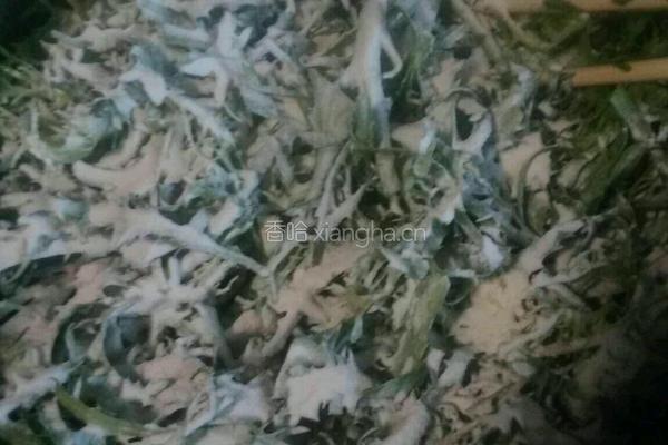 粉蒸苦菊的做法图解6