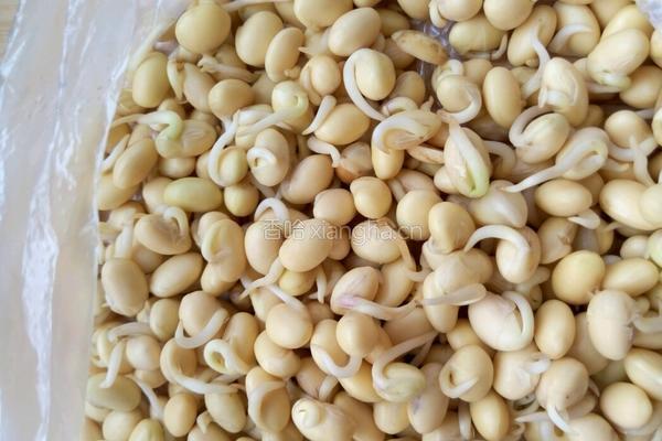 豆嘴炒菠菜的做法图解1