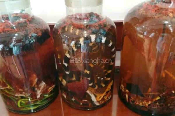 蛇酒的做法图解4