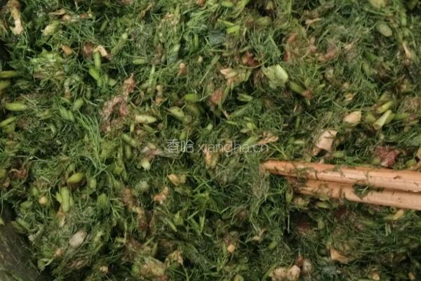 茴香肉包的做法图解4