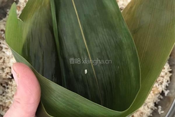 香菇干贝瘦肉粽子的做法图解4