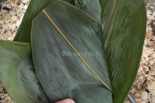 香菇干贝瘦肉粽子的做法图解7