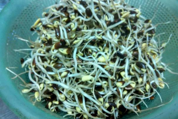 醋溜豆芽的做法图解1