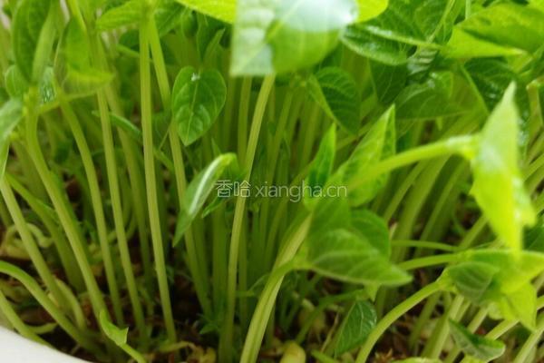 自培芽菜的做法图解5