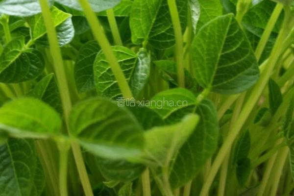 自培芽菜的做法图解8