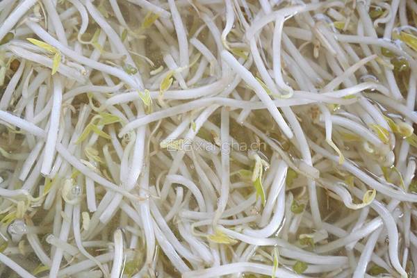 绿豆芽炒火腿的做法图解3