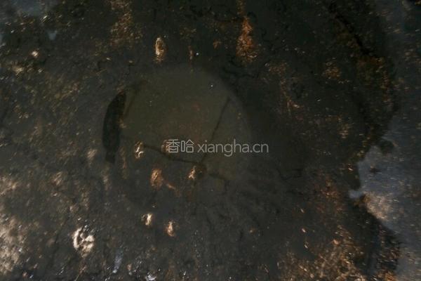 番茄鸡蛋烩煎饼的做法图解6