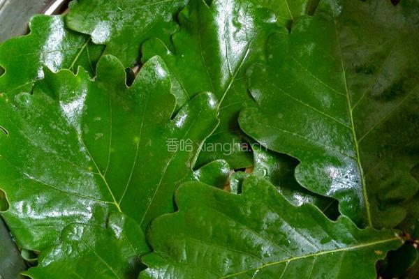 自制绿豆芽的做法图解6